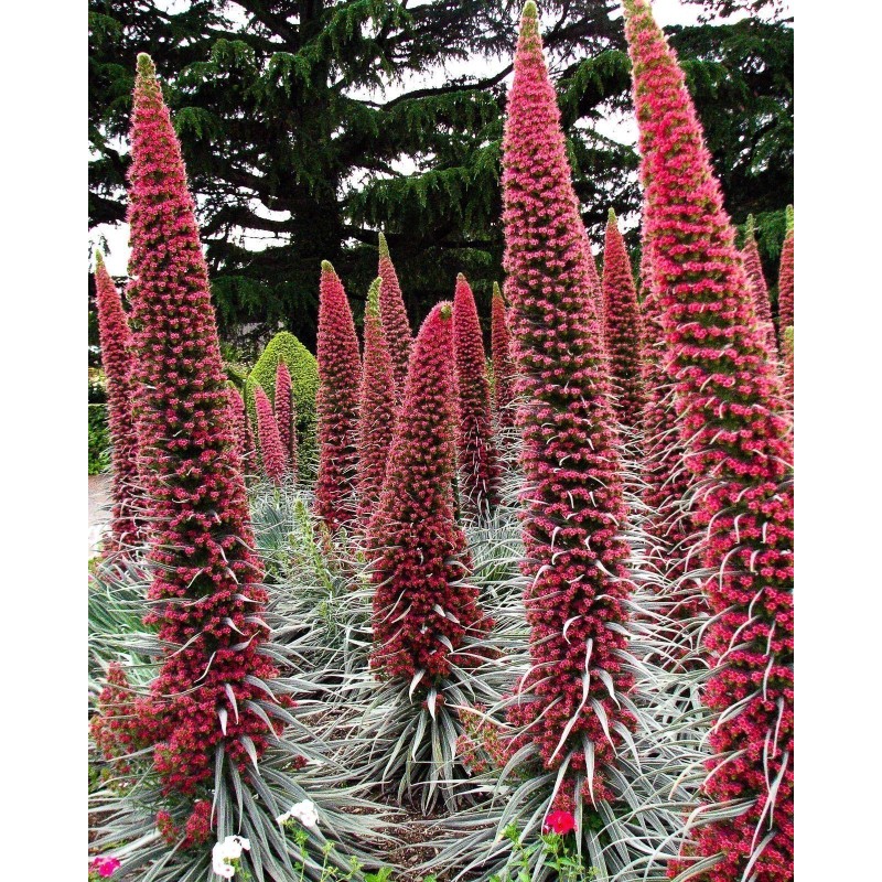 Semi di Viperina di Tenerife rosso (Echium wildpretii) | Seeds Shop Store