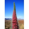 Semi di Viperina di Tenerife rosso (Echium wildpretii) | Seeds Shop Store