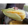 World's Largest Giant Corn Cuzco - Cusco | Seeds Shop Store