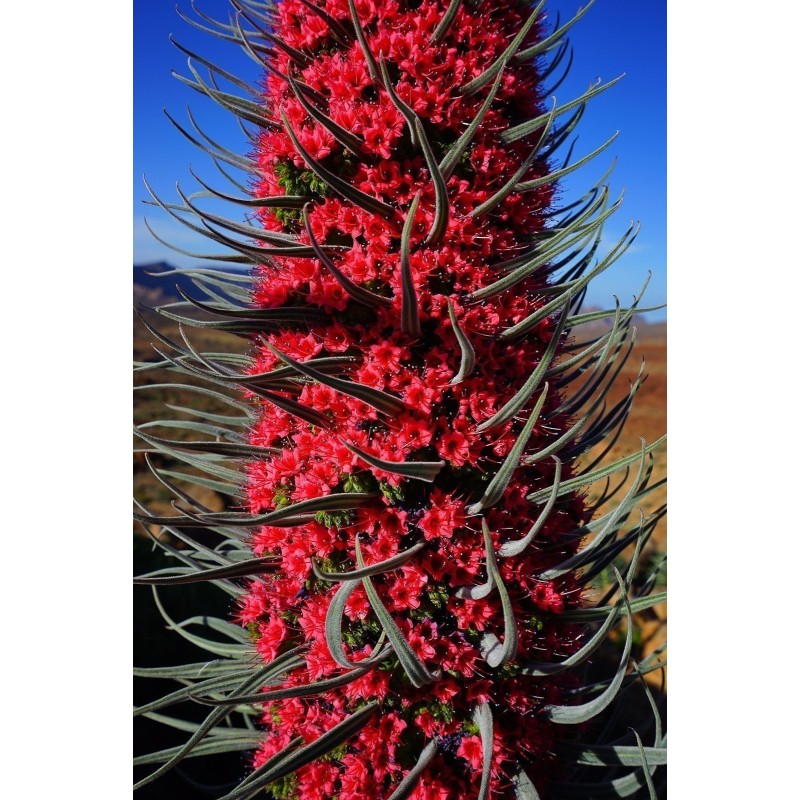 Semi di Viperina di Tenerife rosso (Echium wildpretii) | Seeds Shop Store