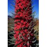 Semi di Viperina di Tenerife rosso (Echium wildpretii) | Seeds Shop Store