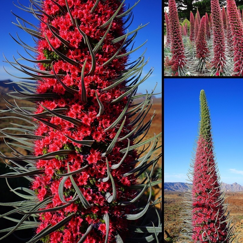 Semi di Viperina di Tenerife rosso (Echium wildpretii) | Seeds Shop Store