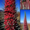 Semi di Viperina di Tenerife rosso (Echium wildpretii) | Seeds Shop Store