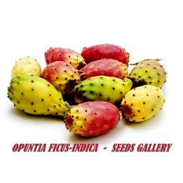 Graines de Figuier de Barbarie (Opuntia Ficus-Indica) - 4.6
