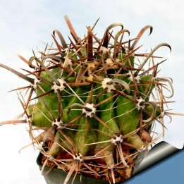 Graines de Ferocactus Peninsulae - 1.8