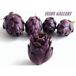 Artichoke Seeds VIOLET DE PROVENCE - 1.98