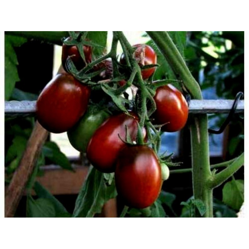 Sementes de tomate Ameixa preta - Black Plum | Seeds Shop Store