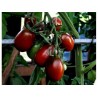 Sementes de tomate Ameixa preta - Black Plum | Seeds Shop Store