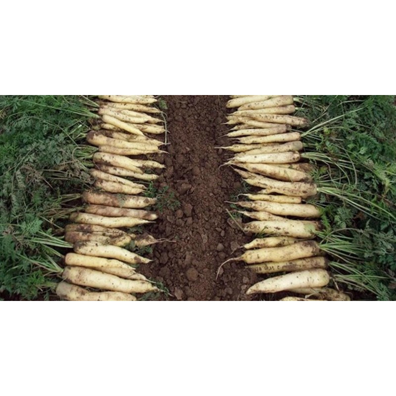 Sementes de Cenoura Branca LUNAR WHITE | Seeds Shop Store