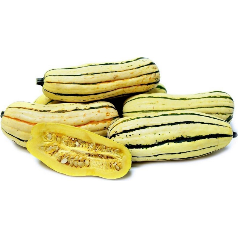 Zucchini Delicata Bush Kürbis Samen | Seeds Shop Store