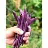 Semi Di Fagiolo Rampicante A Cosse Violette | Seeds Shop Store
