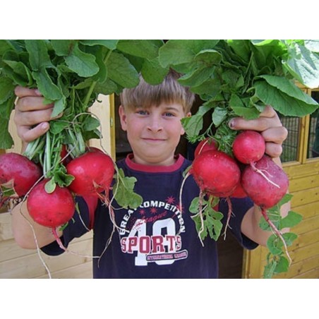 Sementes De Rabanete Gigante “ROSSO GIGANTE“ | Seeds Shop Store