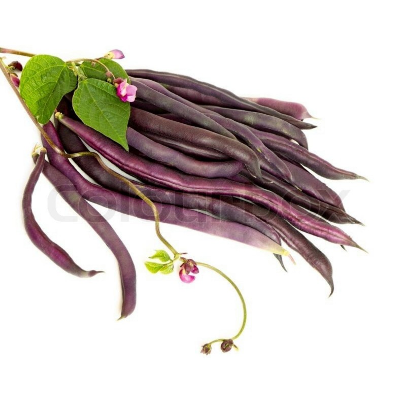 Semi Di Fagiolo Rampicante A Cosse Violette | Seeds Shop Store