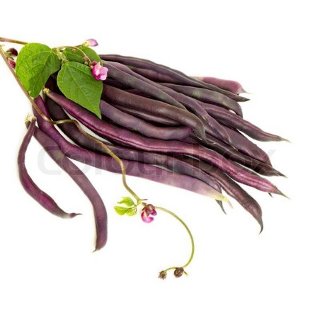 Semi Di Fagiolo Rampicante A Cosse Violette | Seeds Shop Store