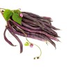 Semi Di Fagiolo Rampicante A Cosse Violette | Seeds Shop Store