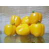 Sementes de pimenta Quadrato Dasti Giallo - Rosso | Seeds Shop Store