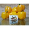 Sementes de pimenta Quadrato Dasti Giallo - Rosso | Seeds Shop Store