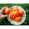 Striped Stuffer Tomatensamen | Seeds Shop Store