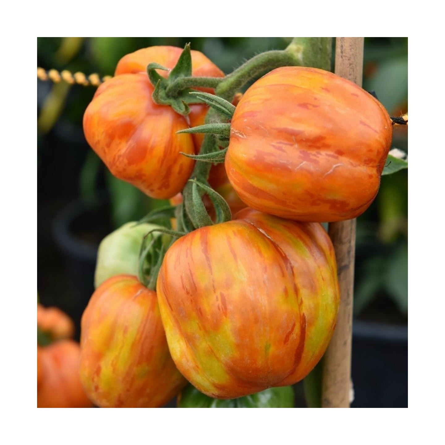 Striped Stuffer Tomato Seeds | Quality organic seeds | Exotic