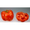 Striped Stuffer Tomatensamen | Seeds Shop Store