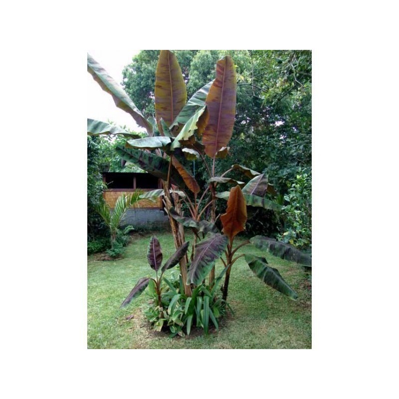 BLOOD BANANA Seeds | Seeds Shop Store