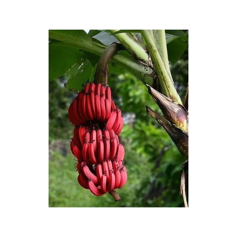 BLOOD BANANA Seeds | Seeds Shop Store