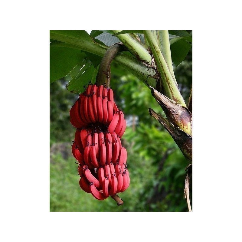Blut Banane - Rote Banane Samen | Seeds Shop Store