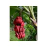 Blut Banane - Rote Banane Samen | Seeds Shop Store