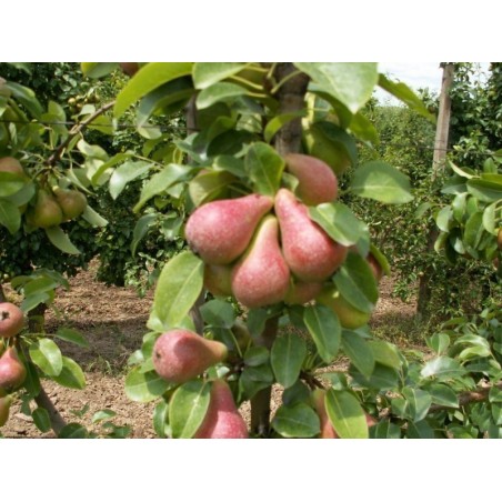 Semi di pera San Giovanni (Pyrus Communis Giugno) | Seeds Shop Store