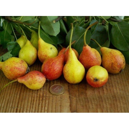Semi di pera San Giovanni (Pyrus Communis Giugno) | Seeds Shop Store