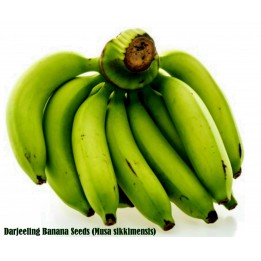 Bananensamen | Qualitts Samen | Exotic Seeds Shop