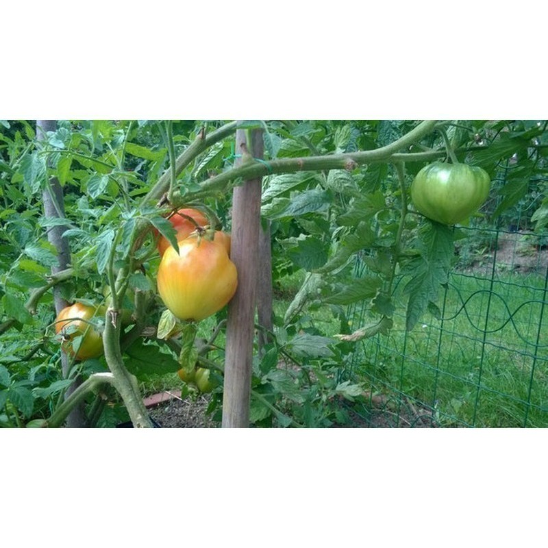 Tomatensamen Old German | Seeds Shop Store