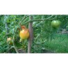 Tomatensamen Old German | Seeds Shop Store