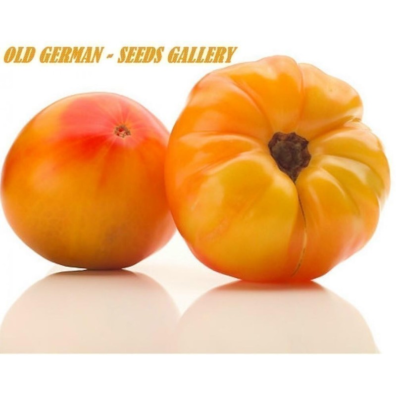 Tomatensamen Old German | Seeds Shop Store