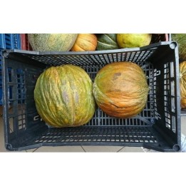 Casaba Turkish melon seeds - 1.755