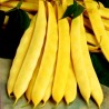 Bush Bean Seeds SUPERNANO GIALLO | Seeds Shop Store