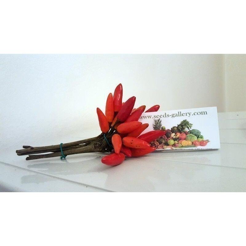 Aji Pipi de Mono Chili Seeds | Seeds Shop Store