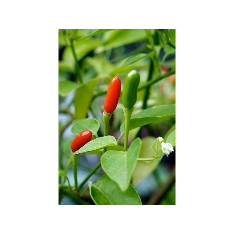 Aji Pipi de Mono Chili Seeds | Seeds Shop Store