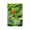 Aji Pipi de Mono Chili Seeds | Seeds Shop Store