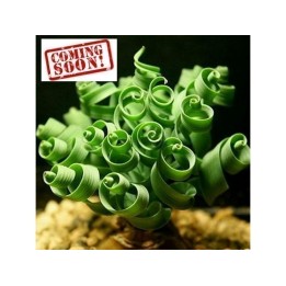Semi di ERBA SPIRALE succulent (Moraea tortilis) - 3.195