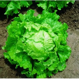 Lettuce Seeds BATAVIA BIONDA DI PARIGI - 1.665