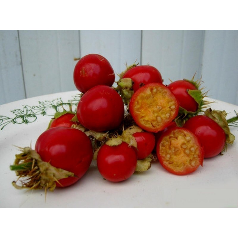 Litchi Tomato 5000 Seeds - Morelle de Balbis | Seeds Shop Store