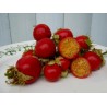 Litchi Tomato 5000 Seeds - Morelle de Balbis | Seeds Shop Store