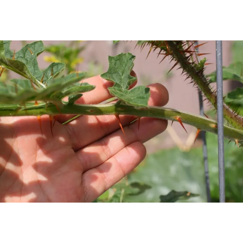 Litchi Tomato 5000 Seeds - Morelle de Balbis | Seeds Shop Store