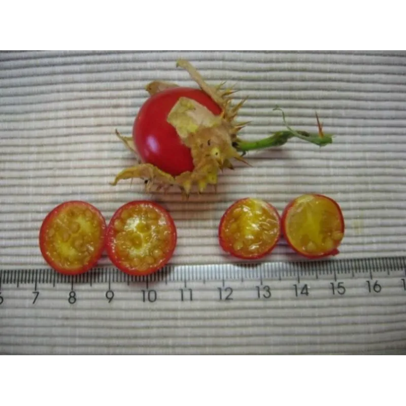 Litchi Tomato 5000 Seeds - Morelle de Balbis | Seeds Shop Store