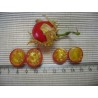 Litchi Tomato 5000 Seeds - Morelle de Balbis | Seeds Shop Store