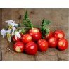 Litchi Tomato 5000 Seeds - Morelle de Balbis | Seeds Shop Store