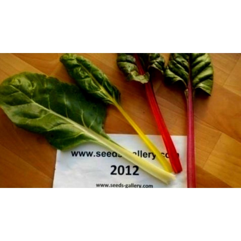 Swiss Chard Rainbow Seeds | Seeds Shop Store