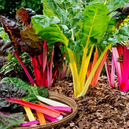 Swiss Chard Rainbow Seeds | Seeds Shop Store