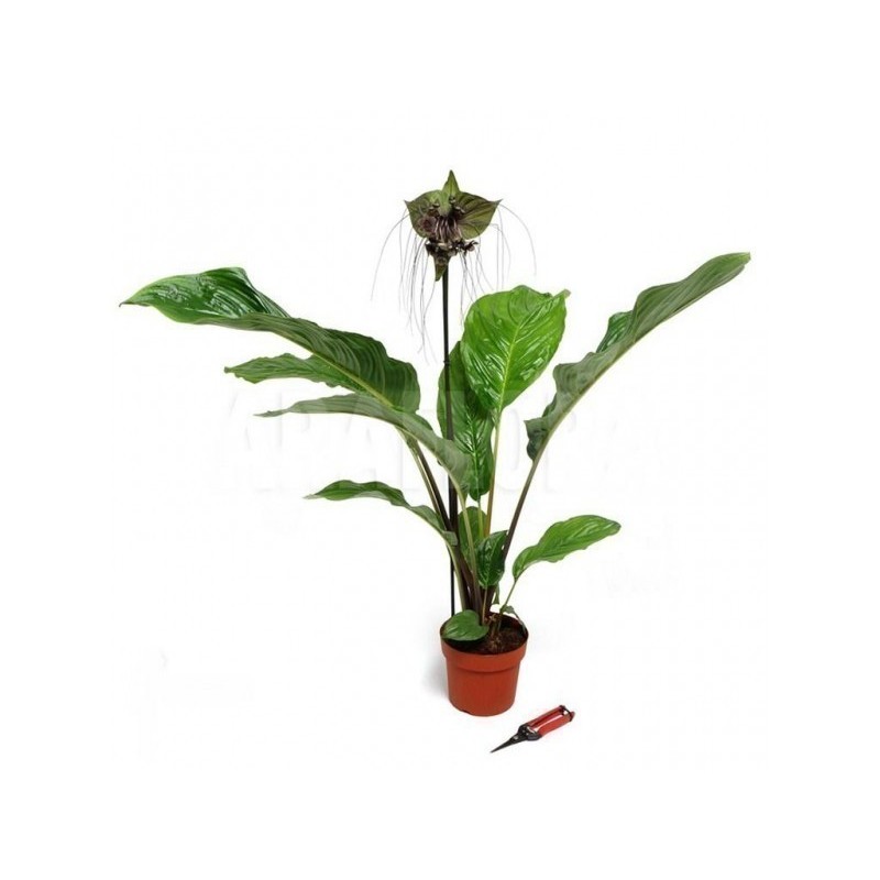 BLACK BAT FLOWER Seeds (Tacca chantrieri) | Seeds Shop Store